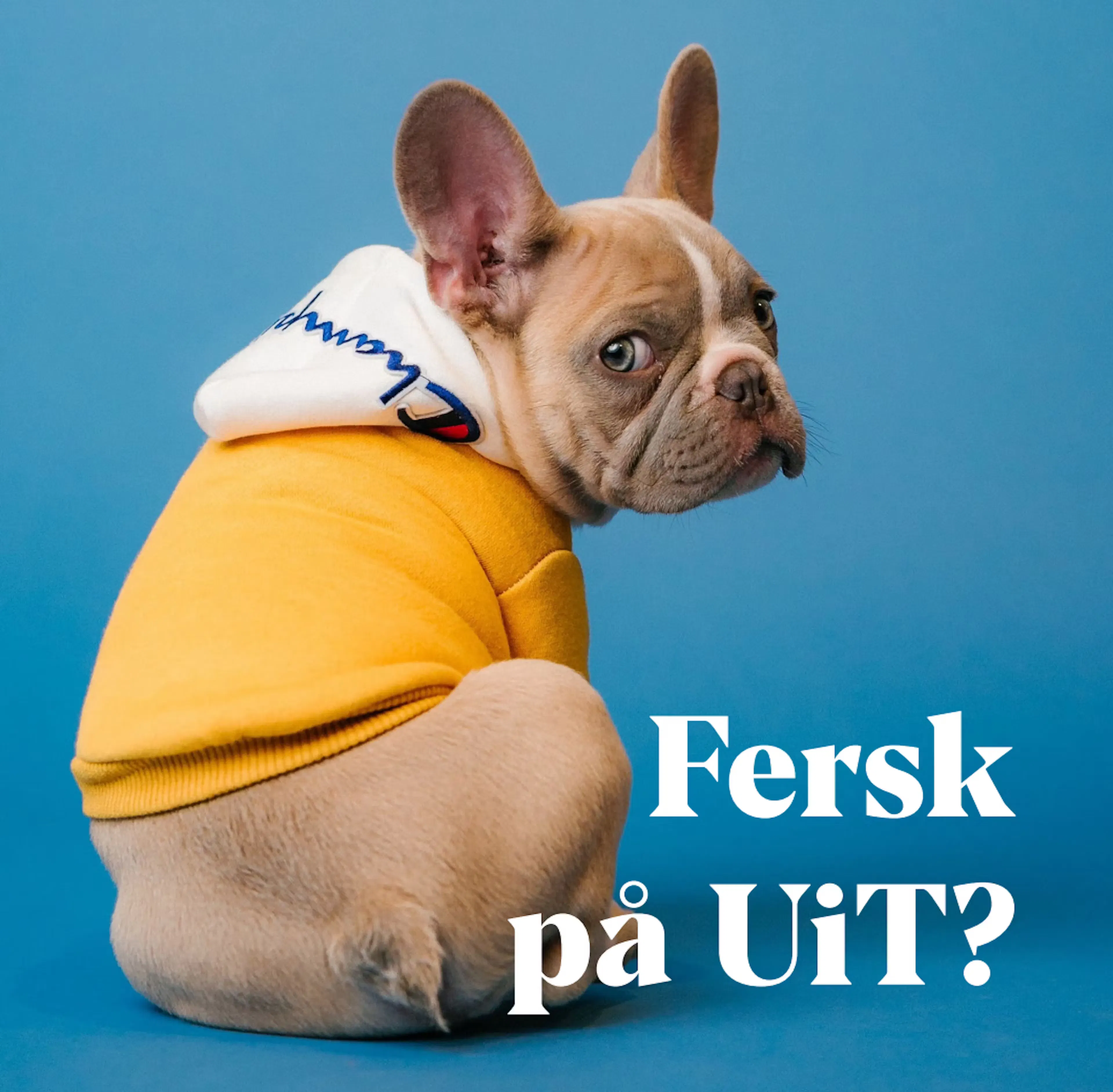Fersk Ui T2024 H